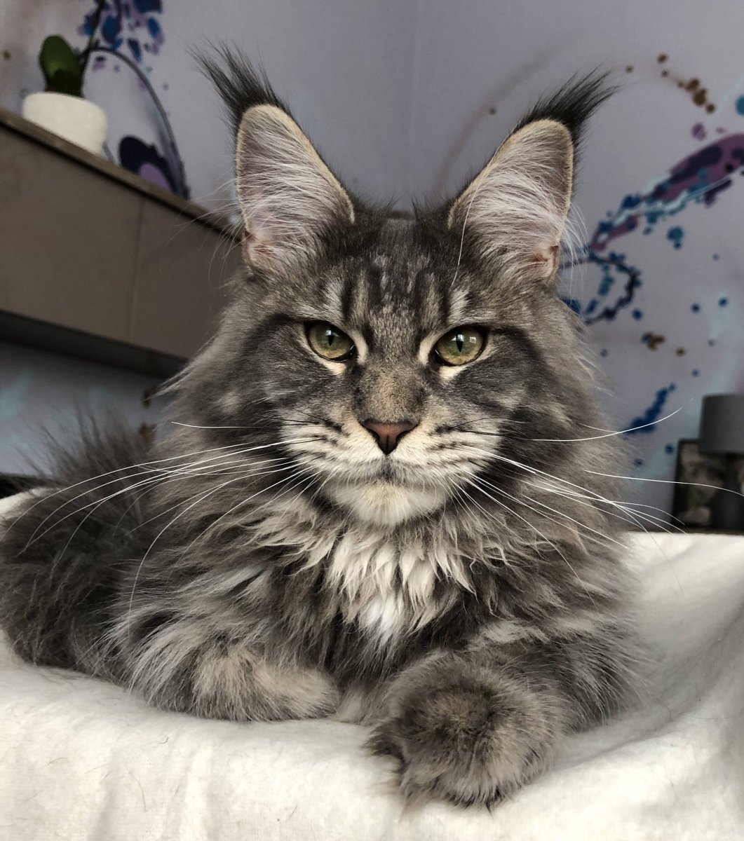 Кошка Павла воли Мейн кун