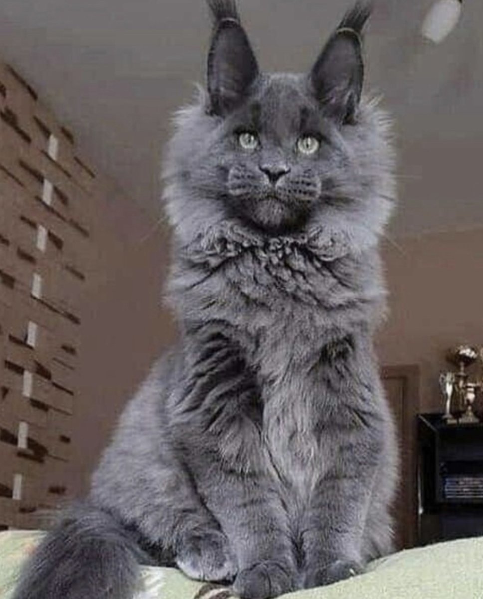 Паша Воля с котом Мейн кун