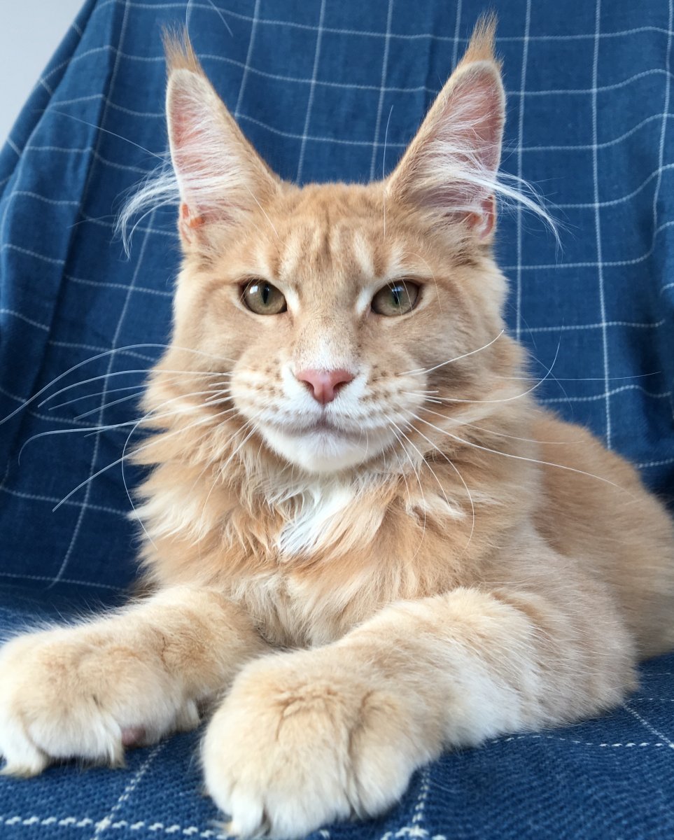 Коты Мейн кун