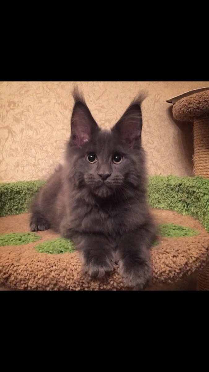 Мейн кун 60 кг