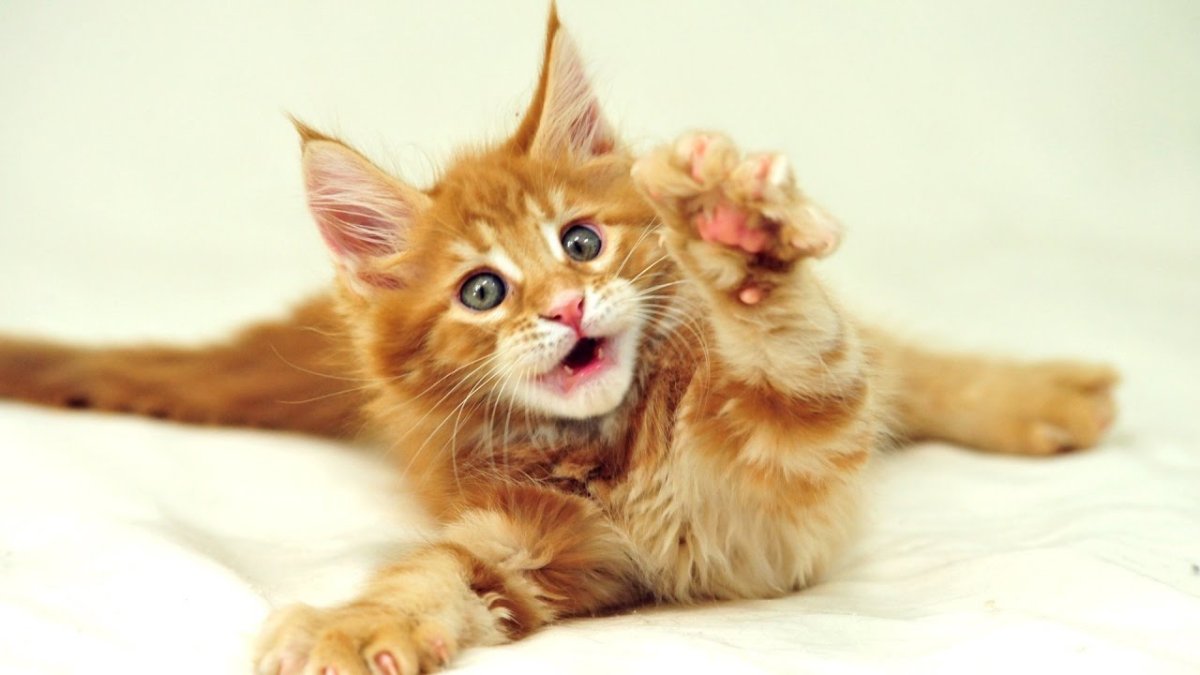 Сиамский Мейн кун