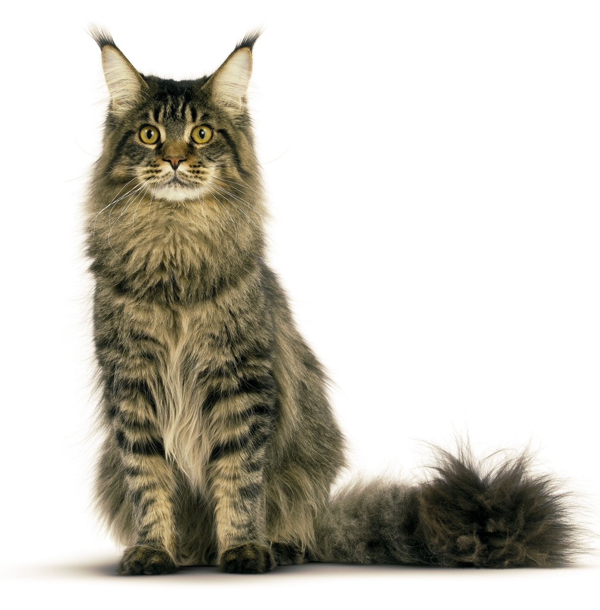 Кошка Мейн кун