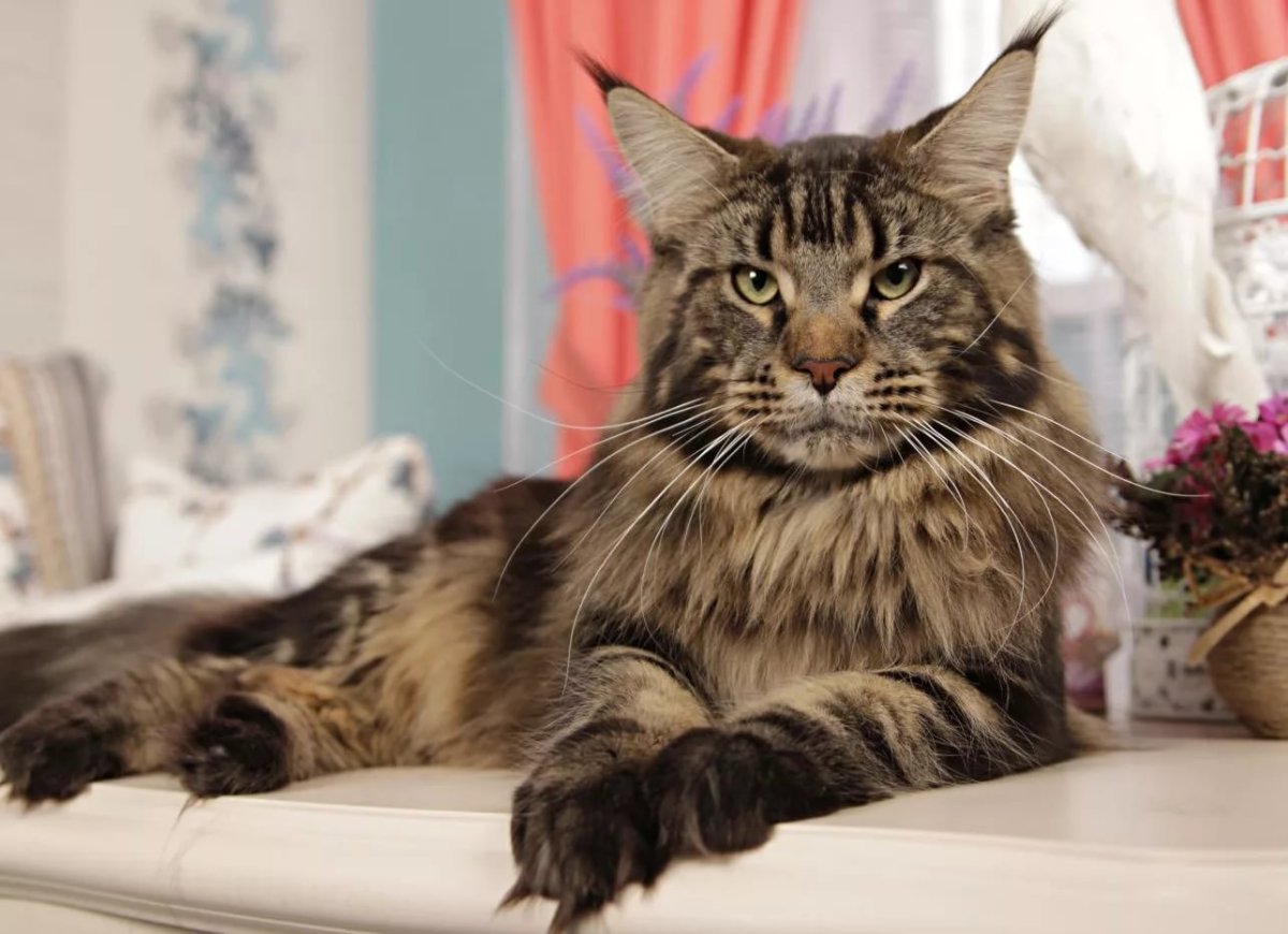 Манчкин Мейн кун помесь