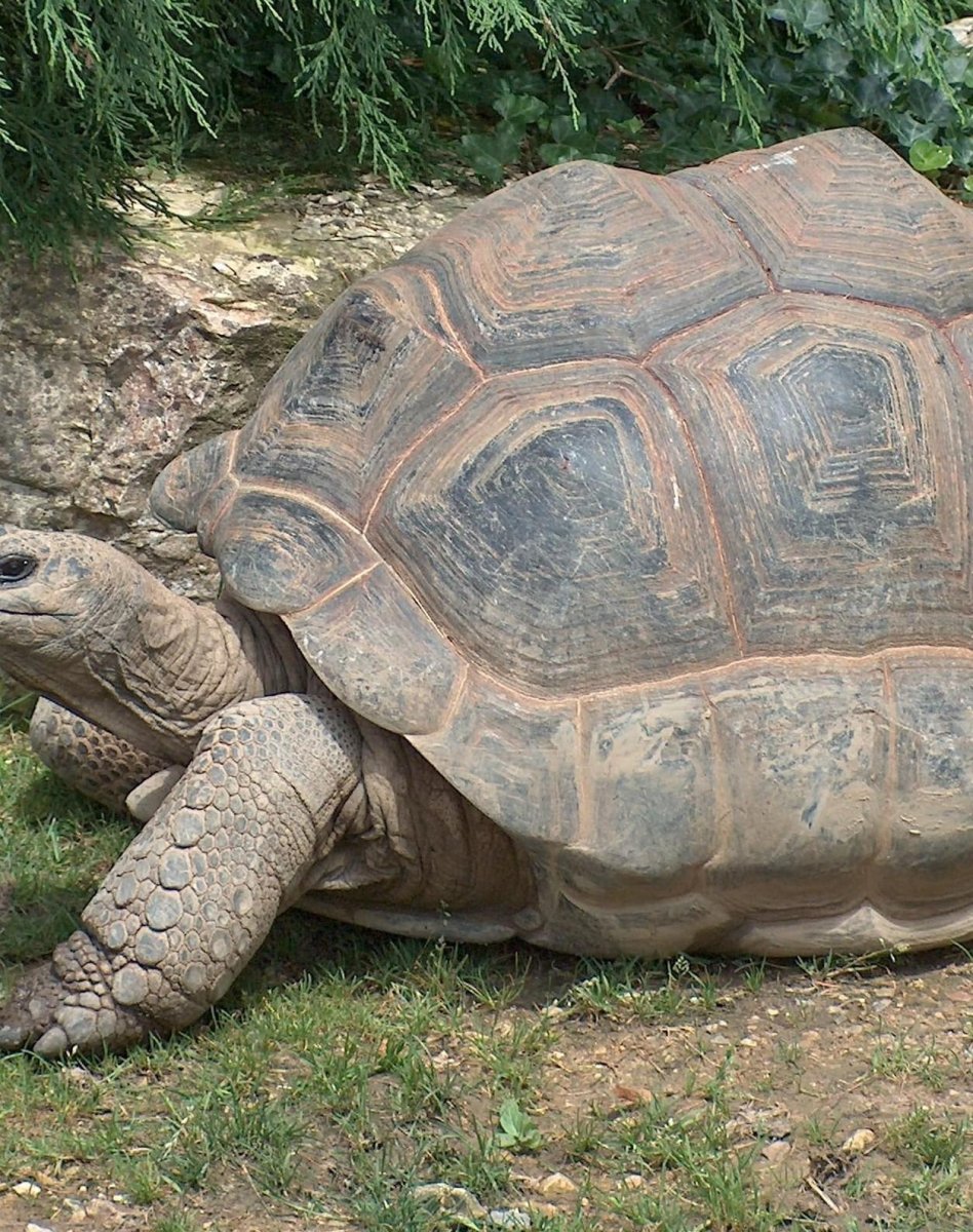 Гигантская мягкотелая черепаха