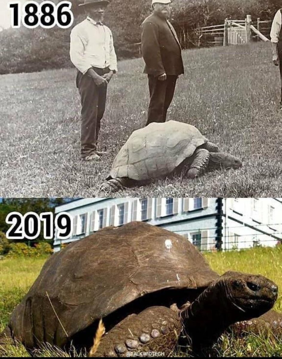 Черепаха Джонатан