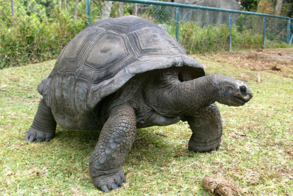 Джонатан Галапагосская черепаха