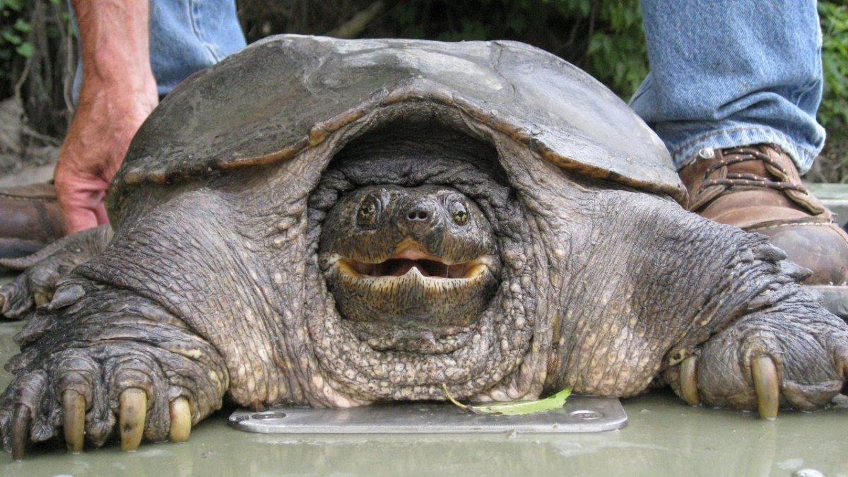 Гигантская грифовая черепаха