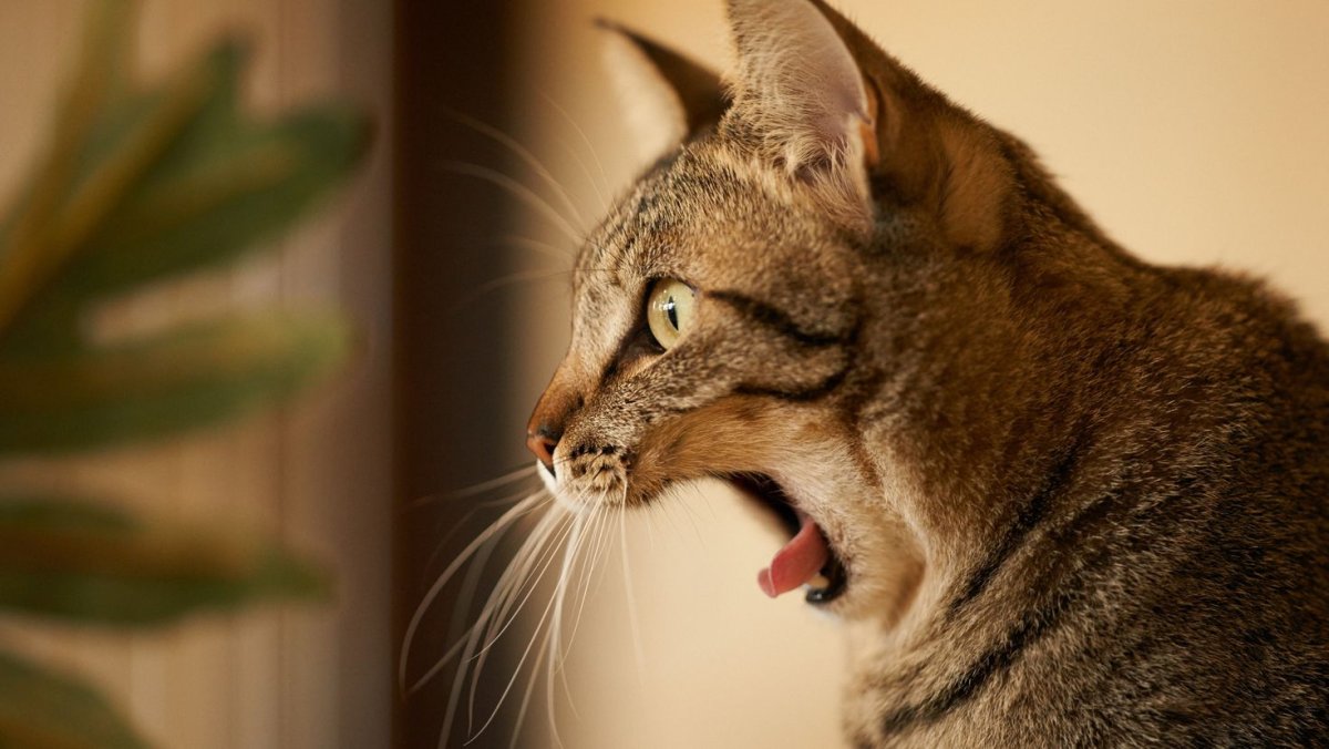 Кот зевает сбоку