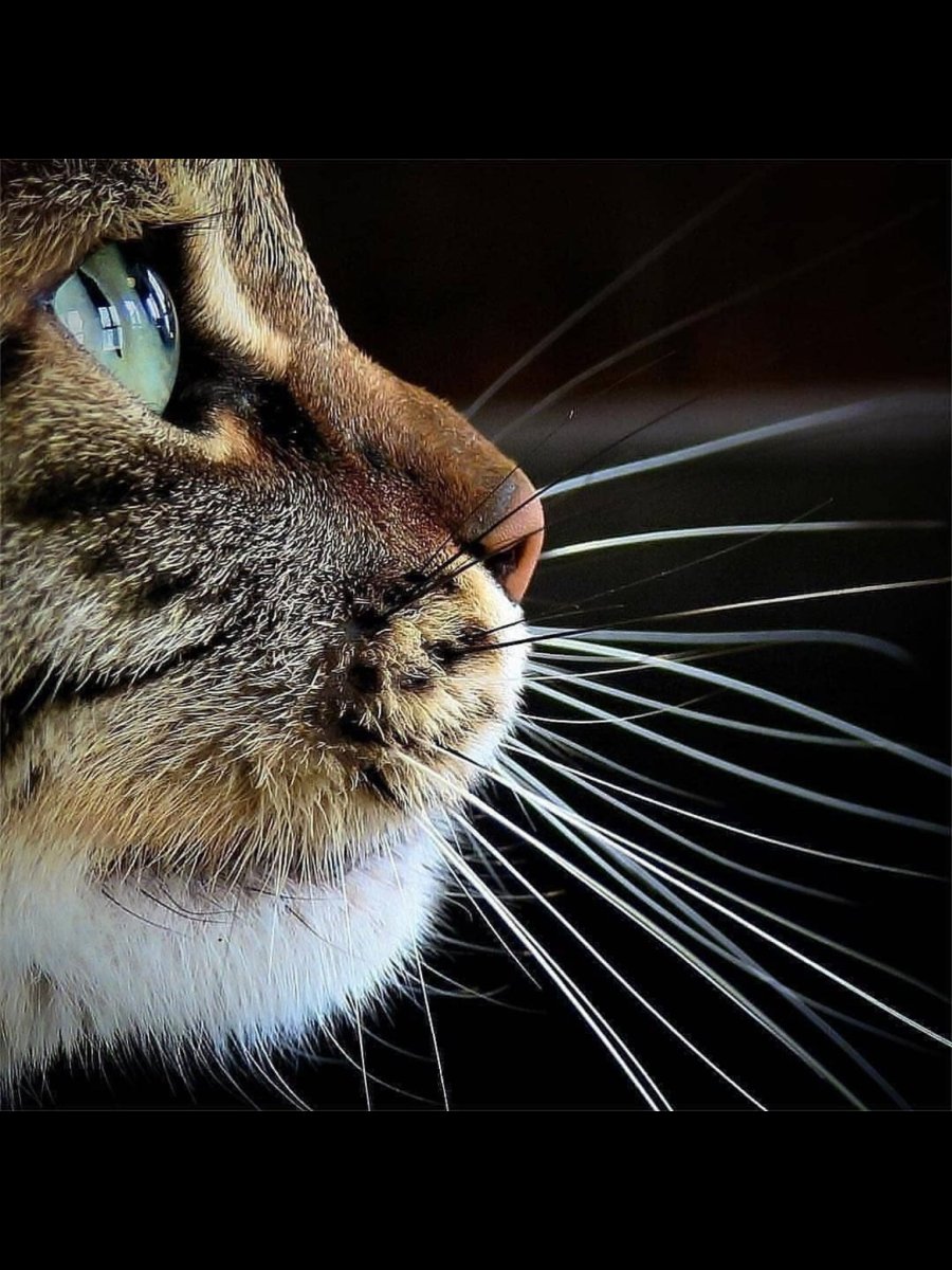 Вибриссы у кошек