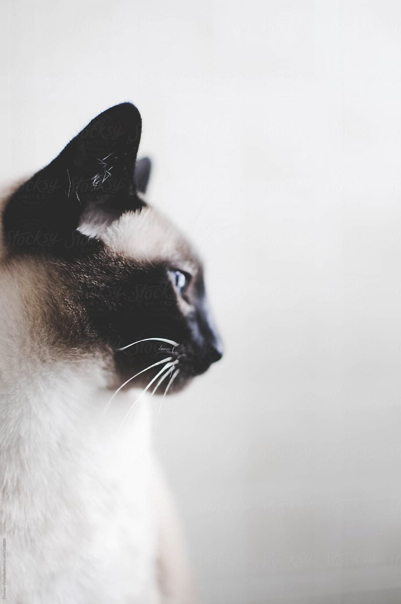 Сиамская кошка в профиль