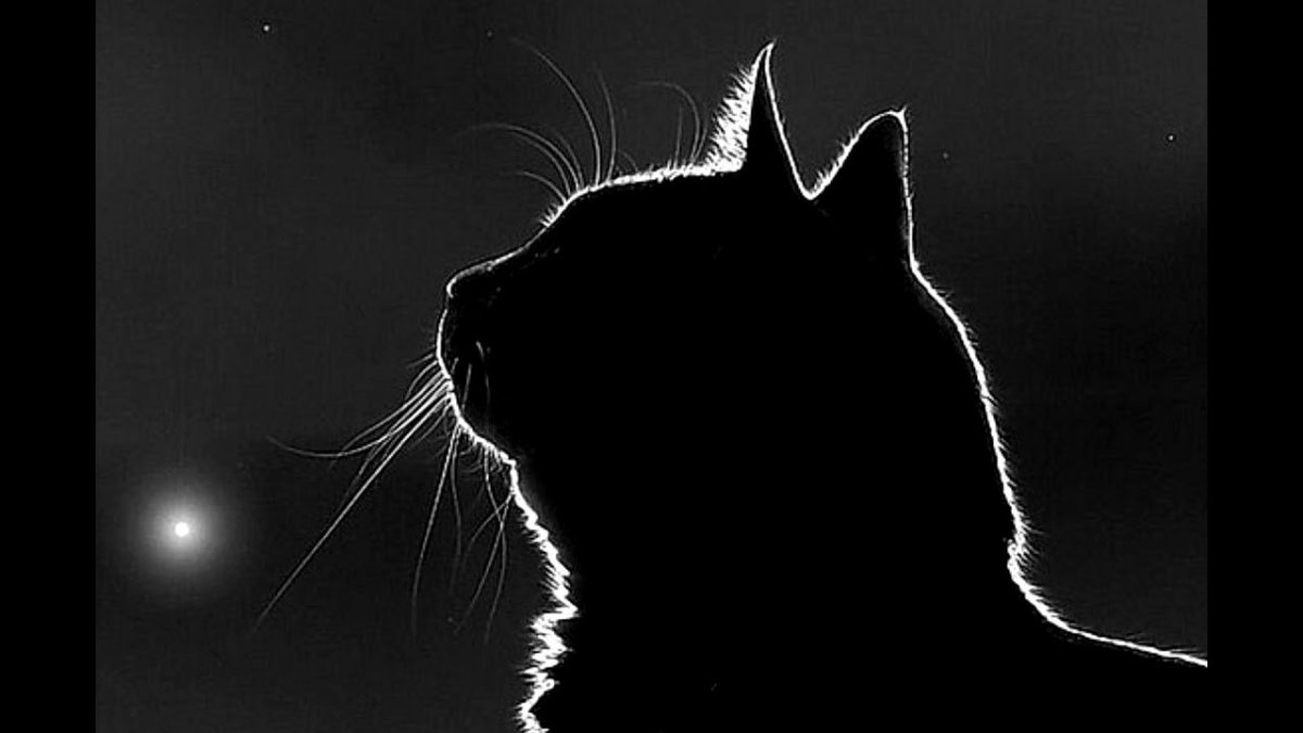 Силуэт кошки на черном фоне