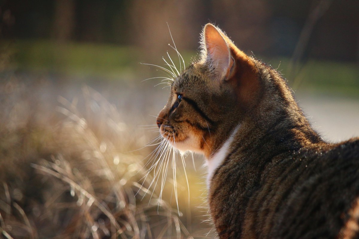 Художественное фото кошек
