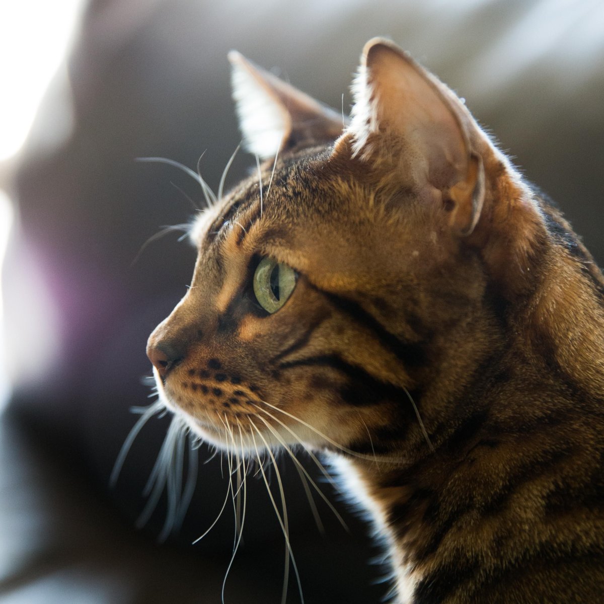 Морда кота в профиль