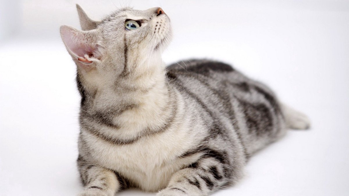 Американская короткошёрстная кошка