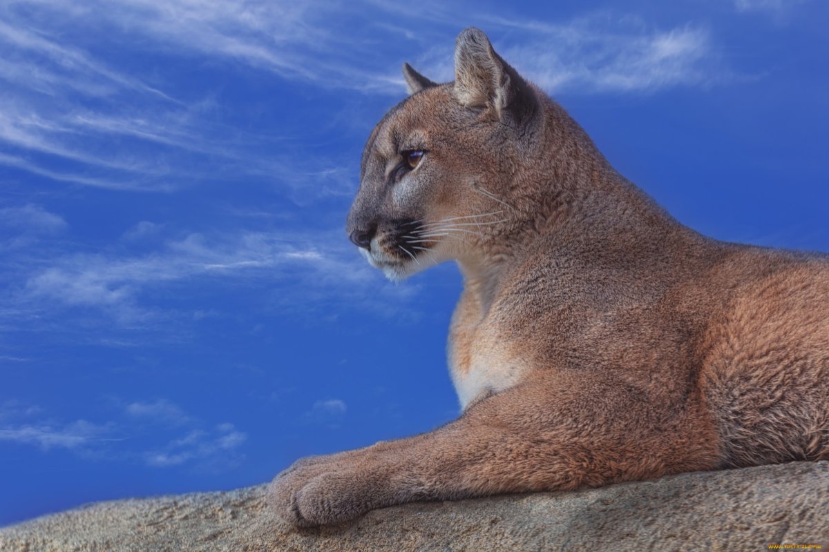 Суррейская Пума