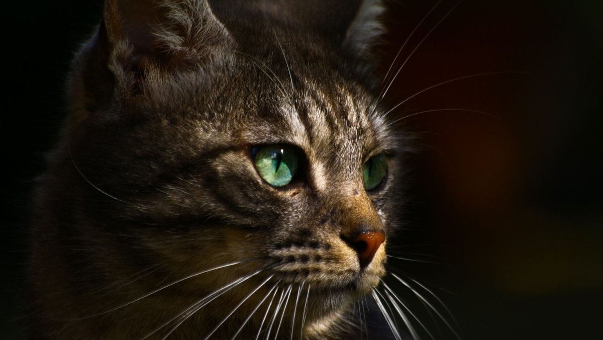 Красивые кошки