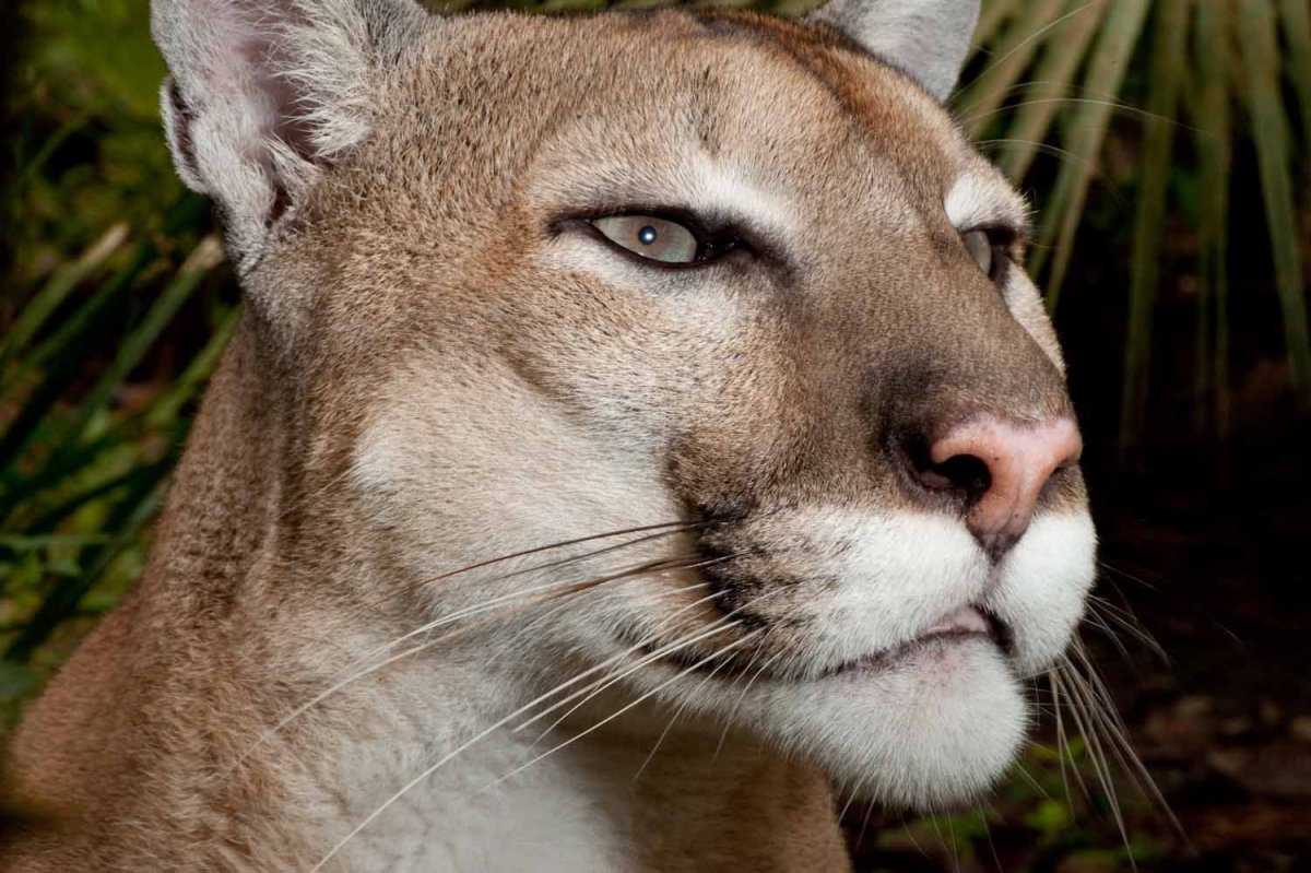 Ягуар Пума Барсик