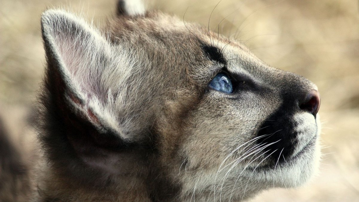 Белая Пума животное