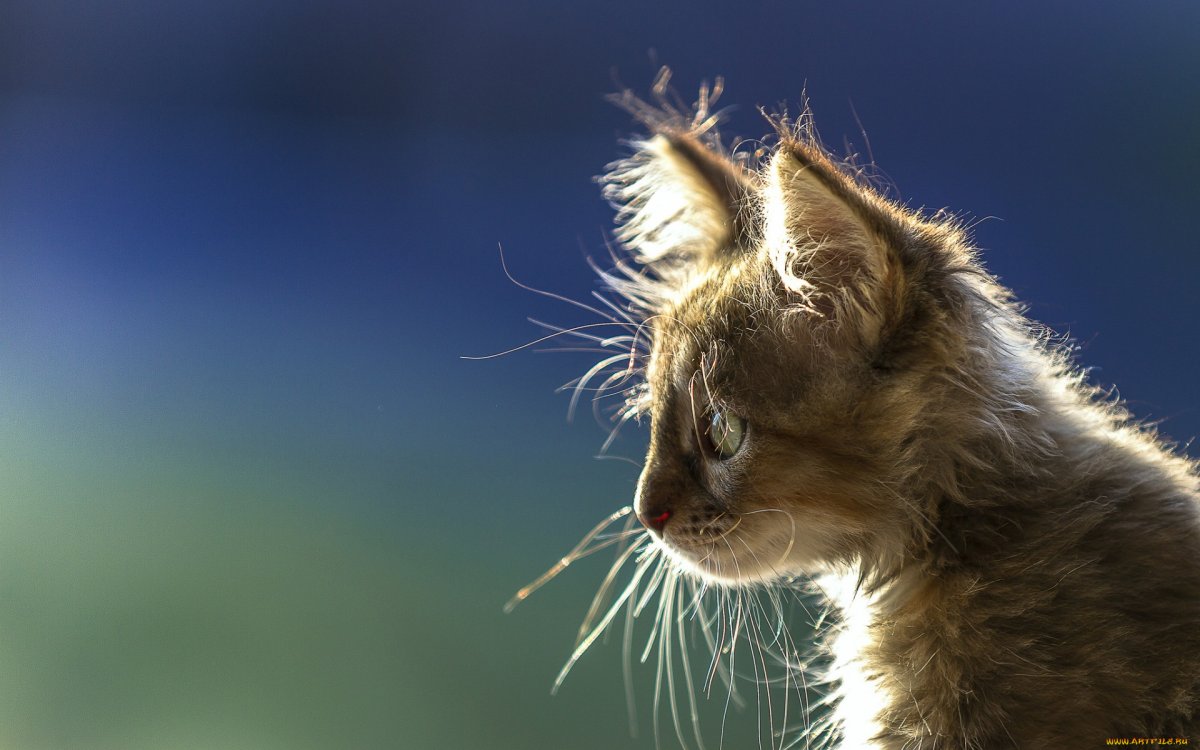 Морда котенка в профиль