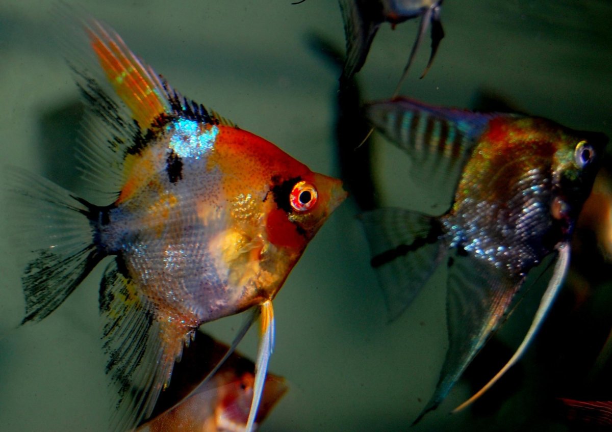 Рыбка Скалярия