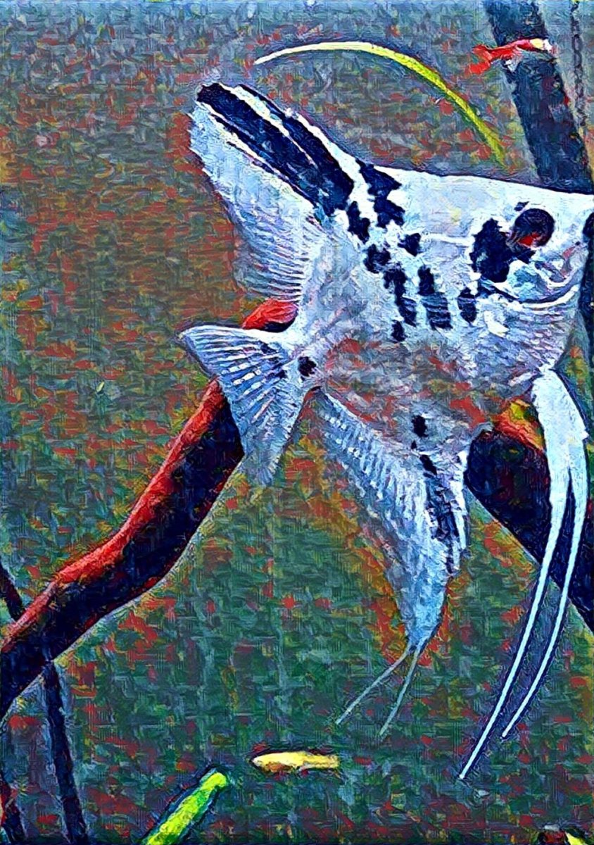 Скалярия черная Зебра