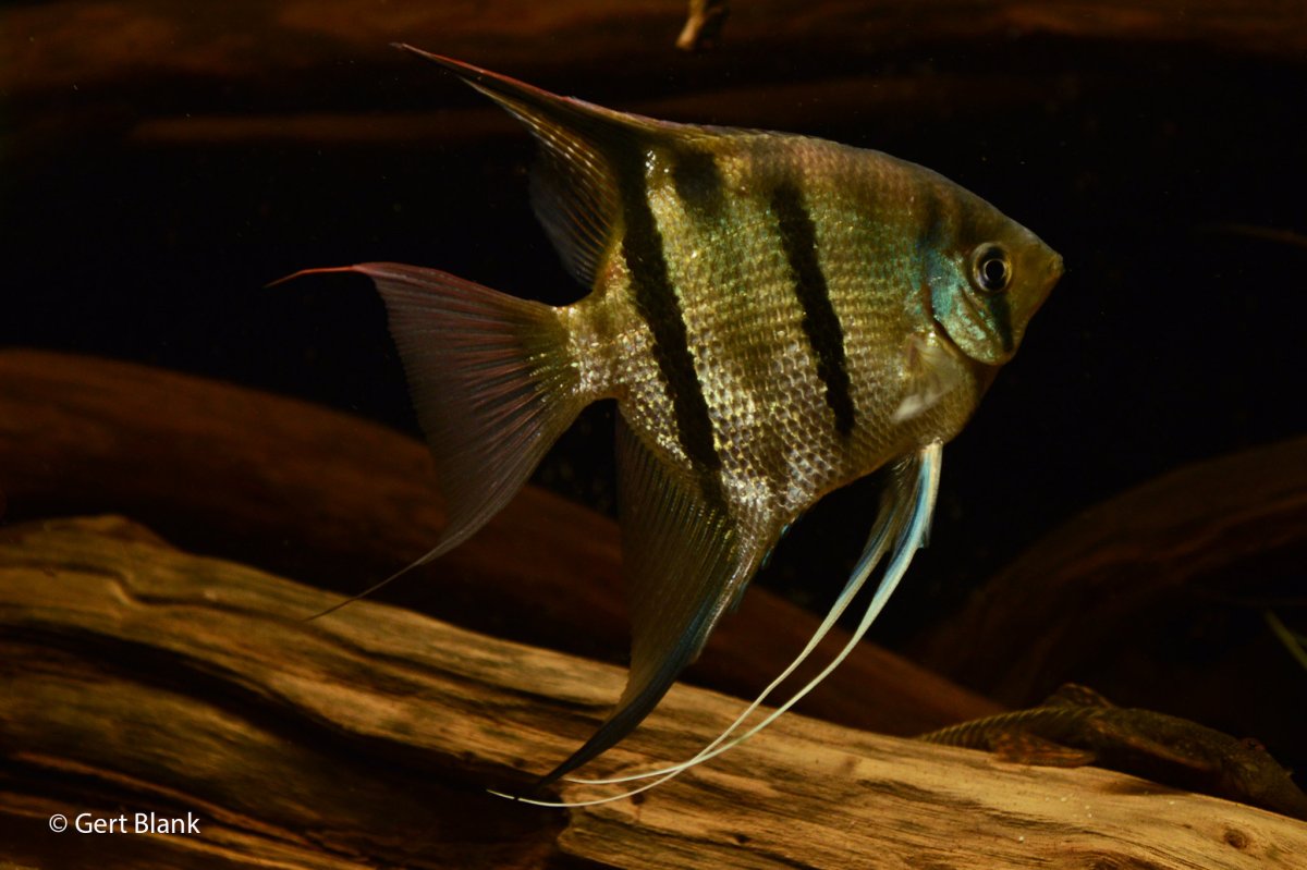 Скалярия кои аквариумная рыбка