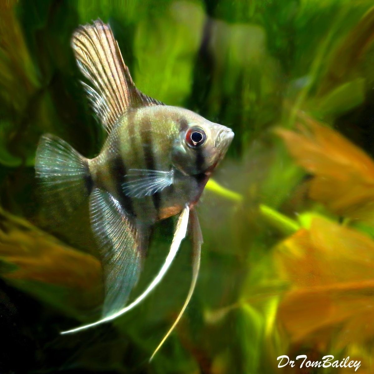 Скалярия Альтум Дантум