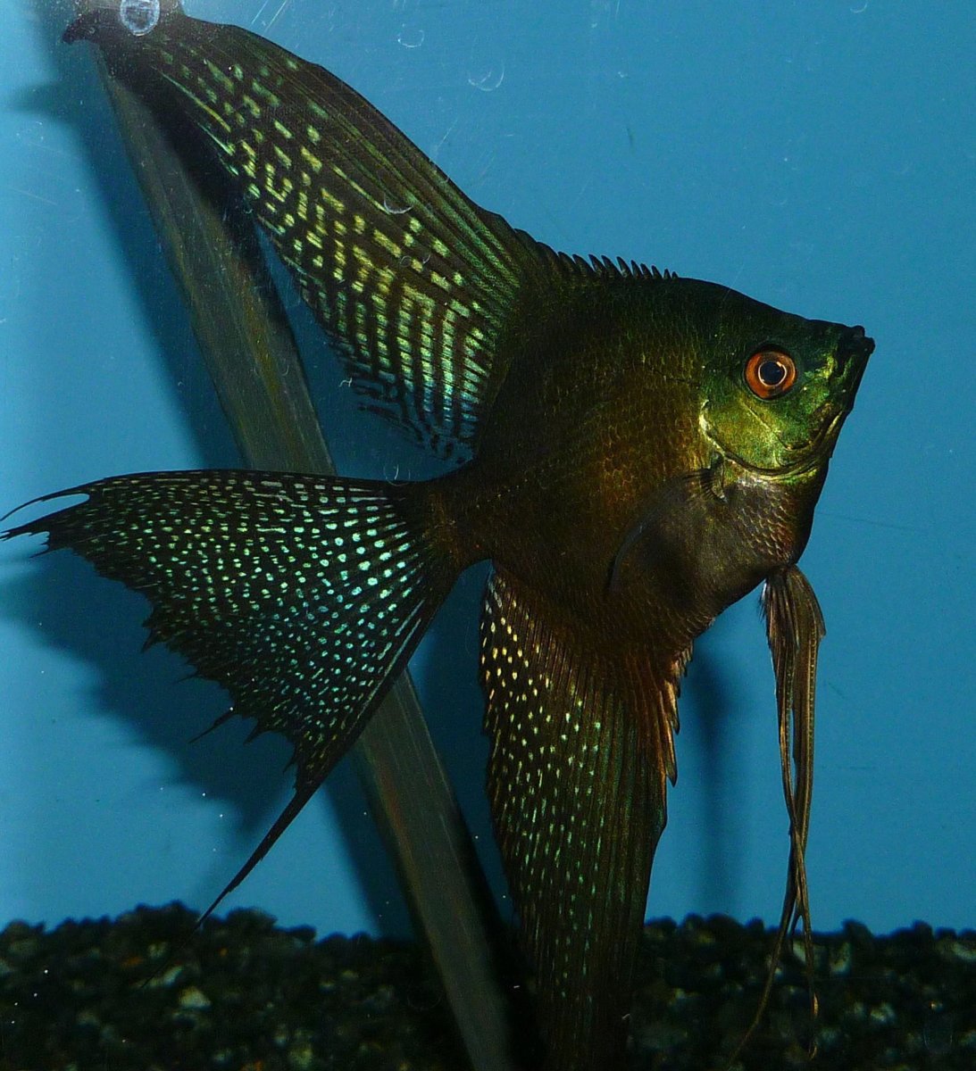 Раскраска аквариумные рыбки скалярии