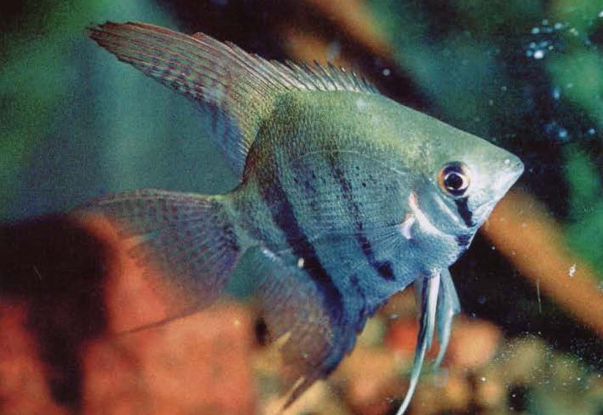 Скалярия пиной вуалевый