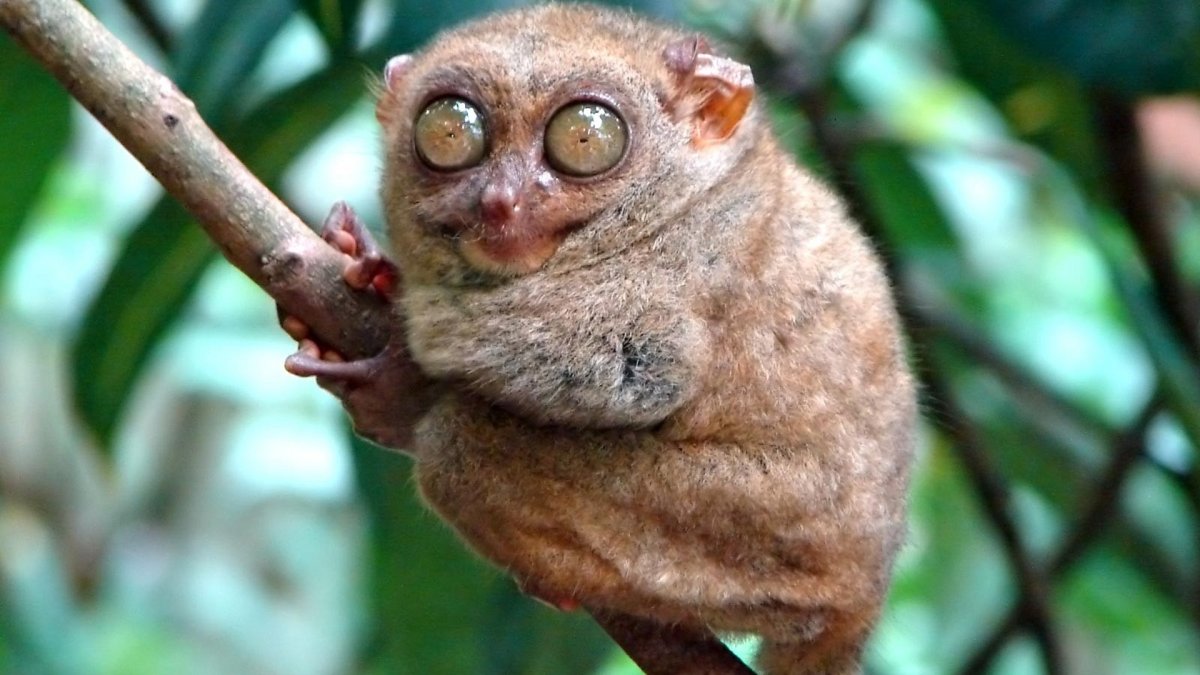 Лемур долгопят