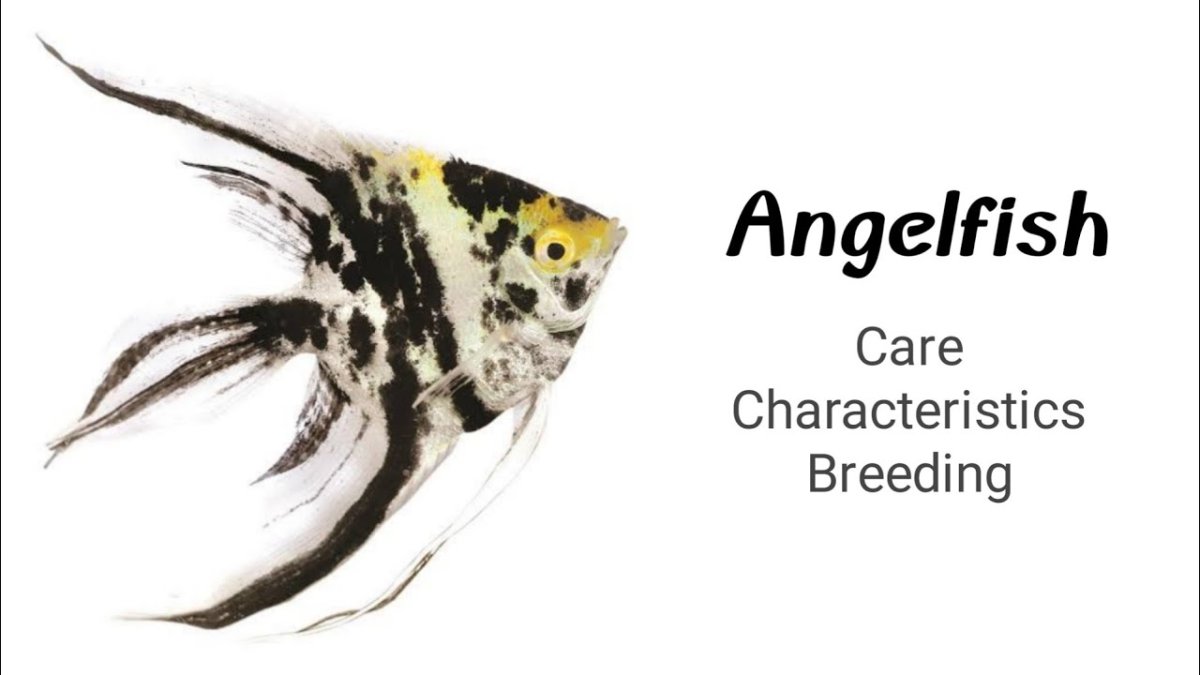 Pterophyllum Leopoldi