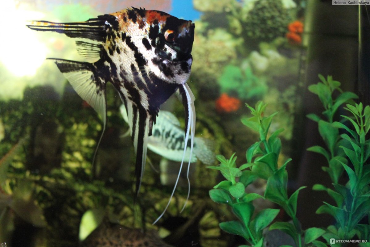 Скалярии на белом фоне