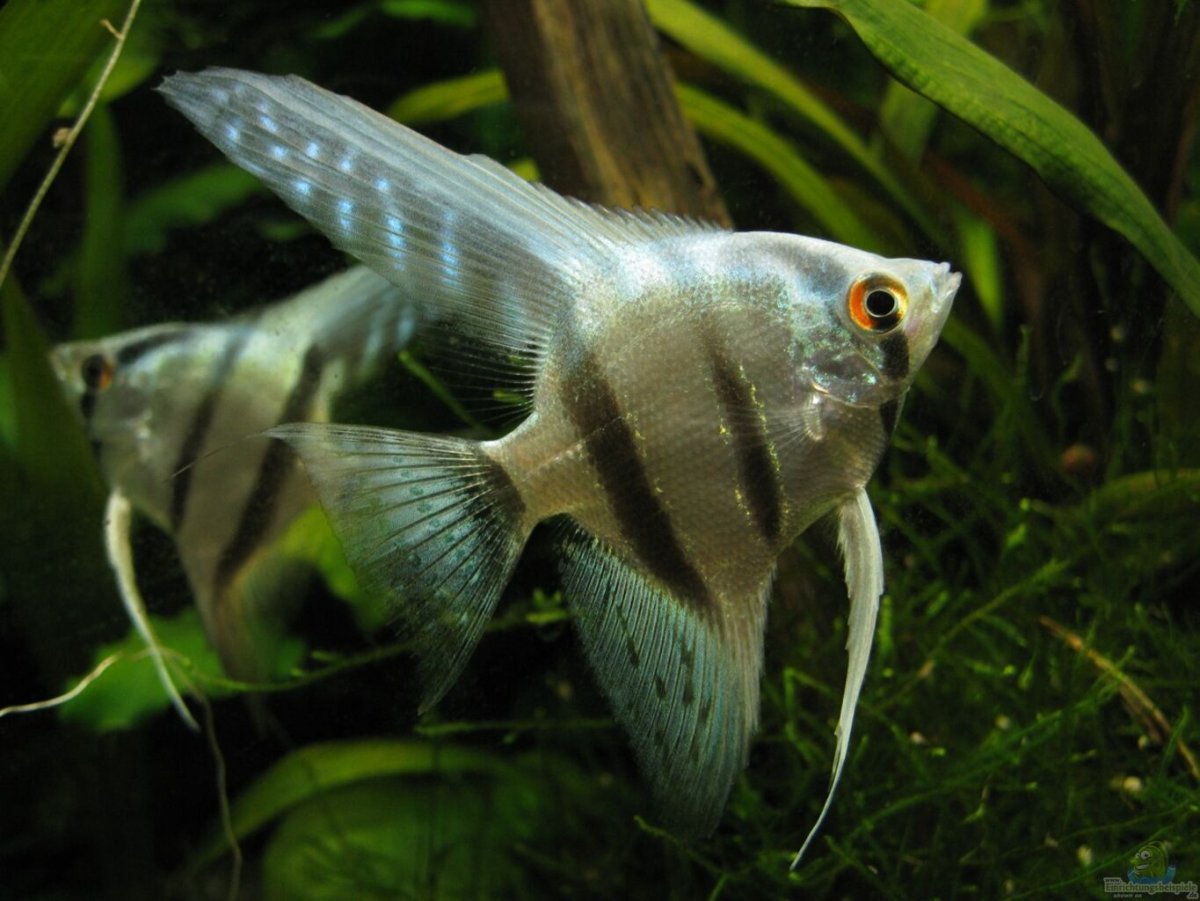 Рыбка Скалярия