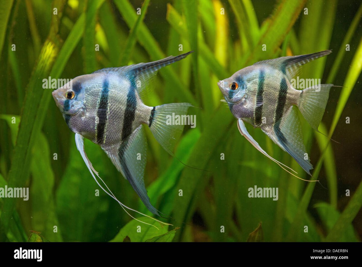 Pterophyllum Leopoldi