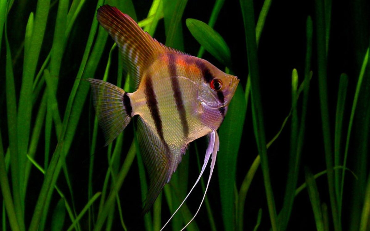 Скалярия Манакапуру (Pterophyllum scalare)