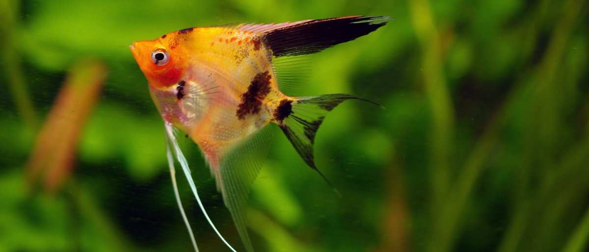 Руна Скалярия