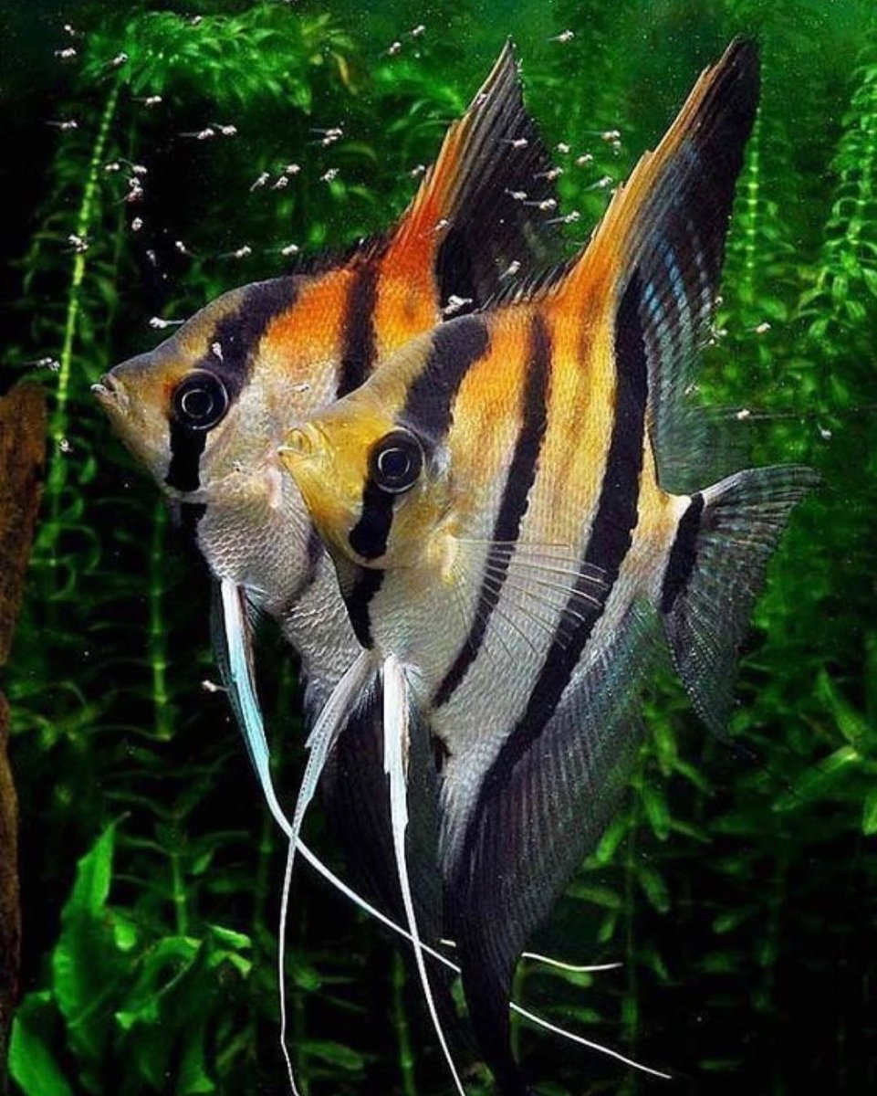 Скалярия ситцевая