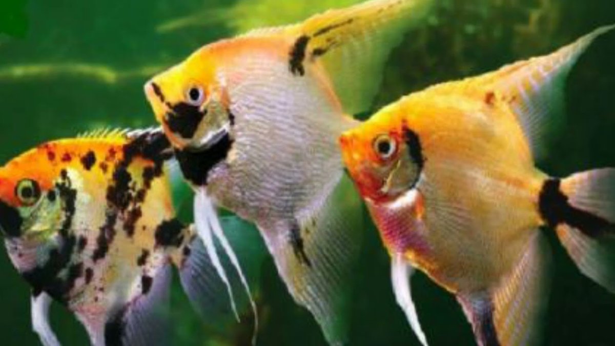 Обыкновенная Скалярия