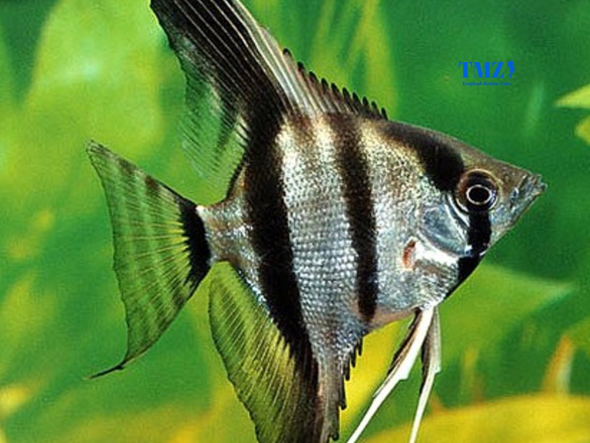 Скалярия Золотая