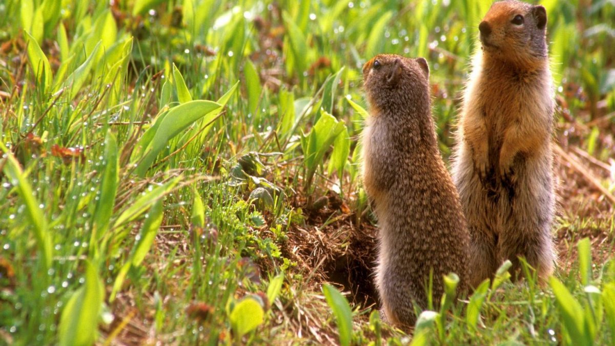 Суслик крапчатый в норе