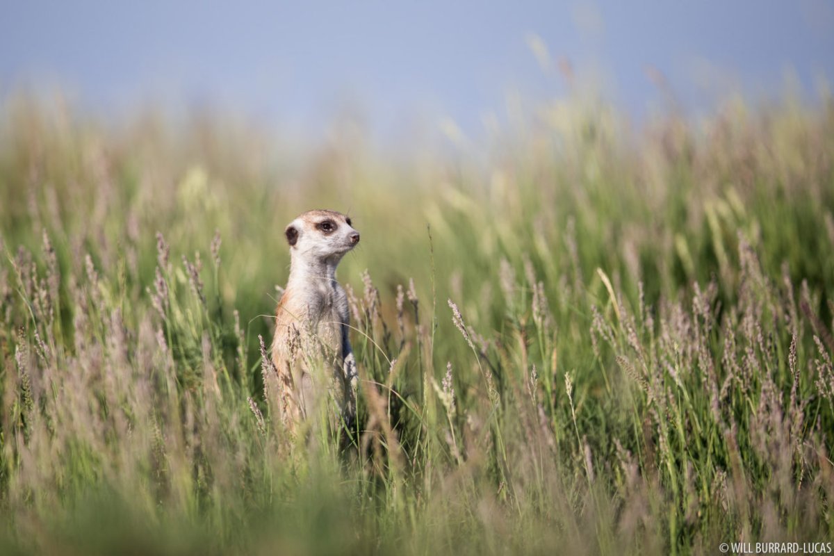 Сурикаты на фоне гор