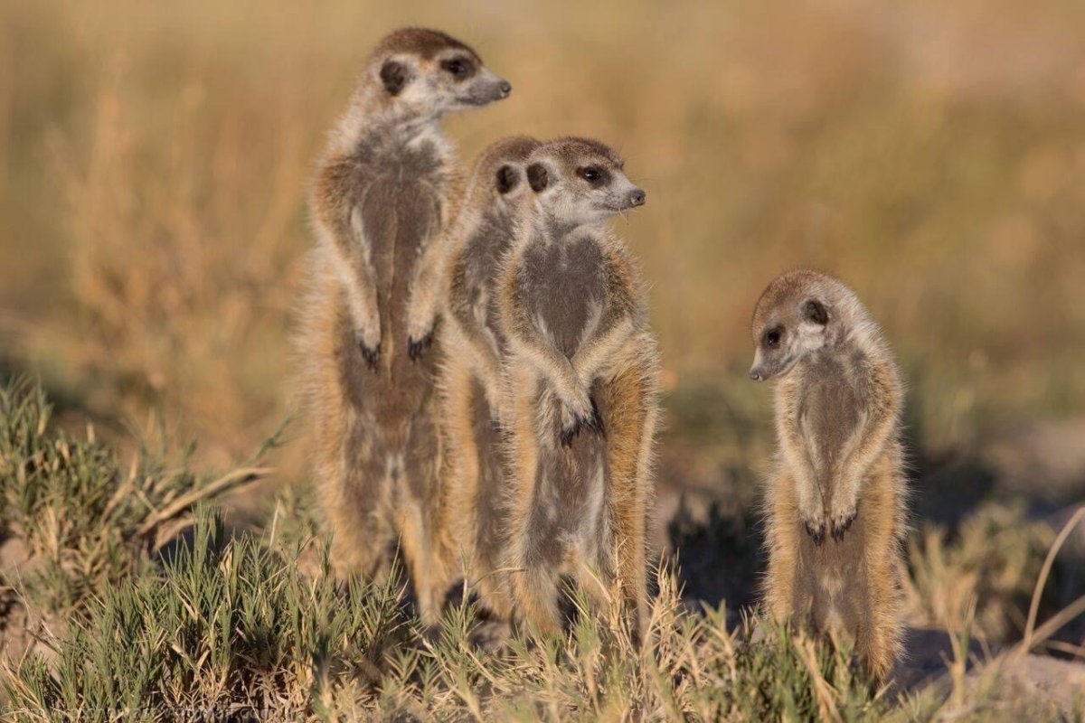 Сурикат в Африке