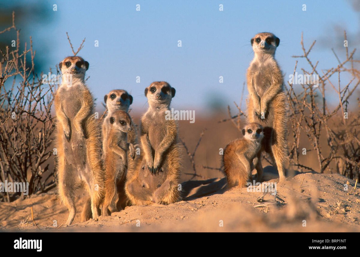 Сурикат в саванне