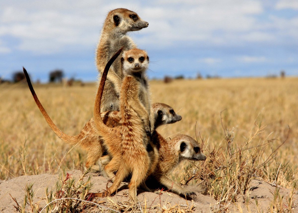 Африканские сурикаты