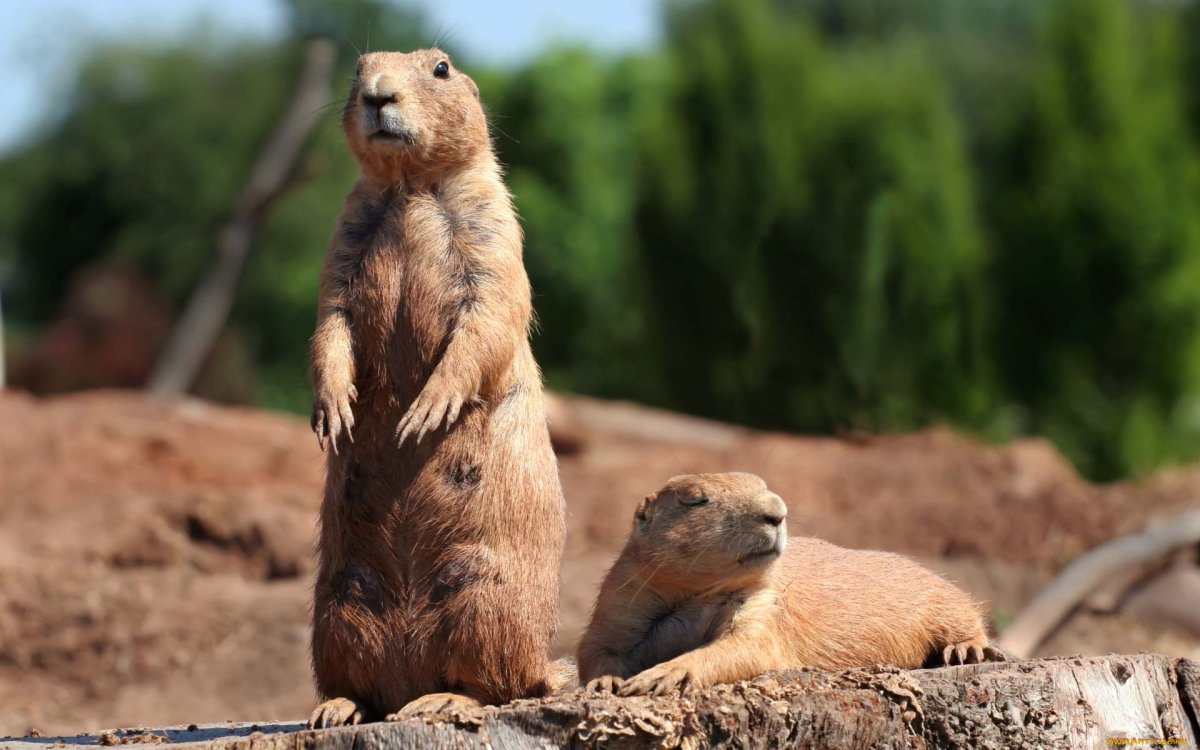 Ванкуверский сурок