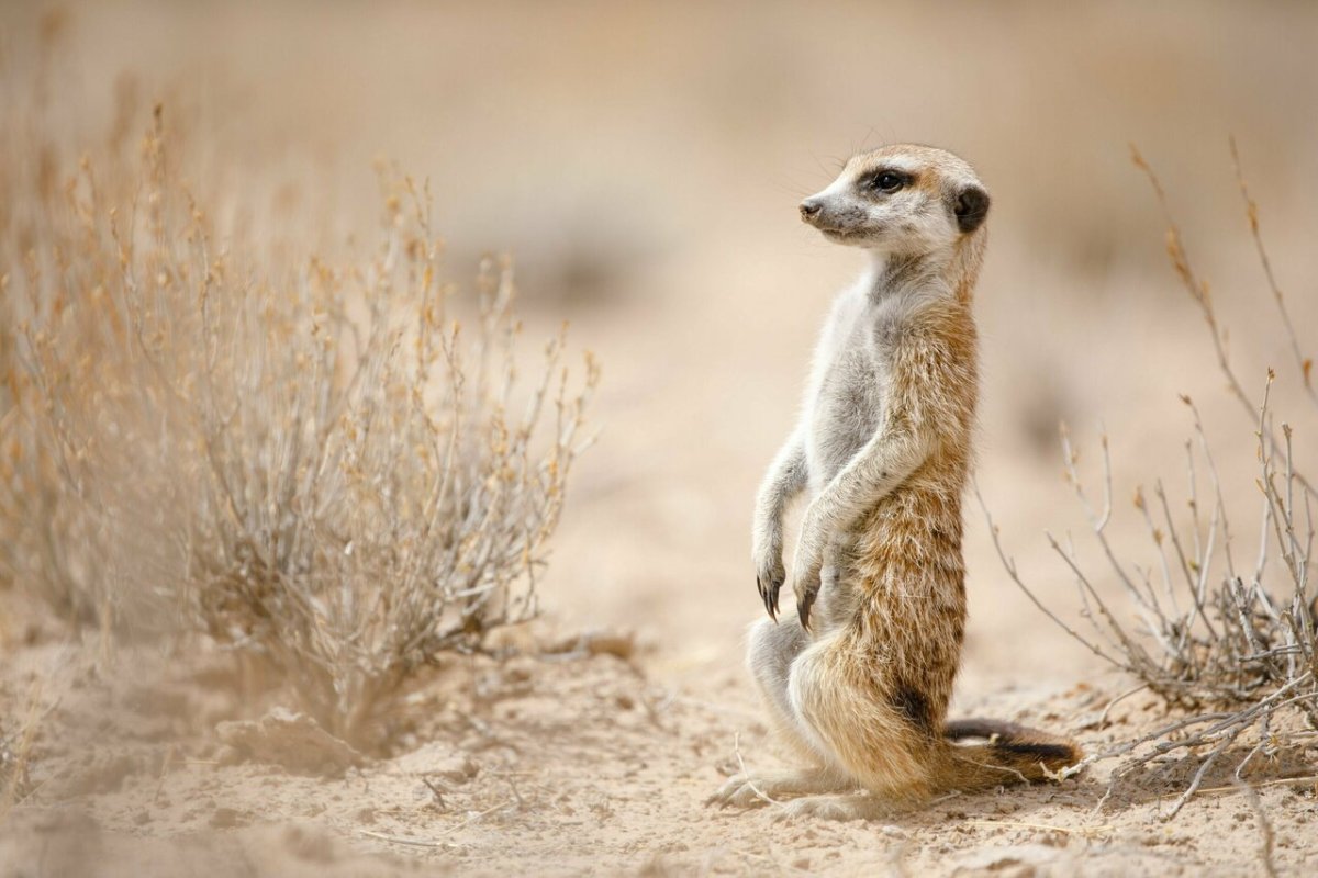 Пустынный сурикат