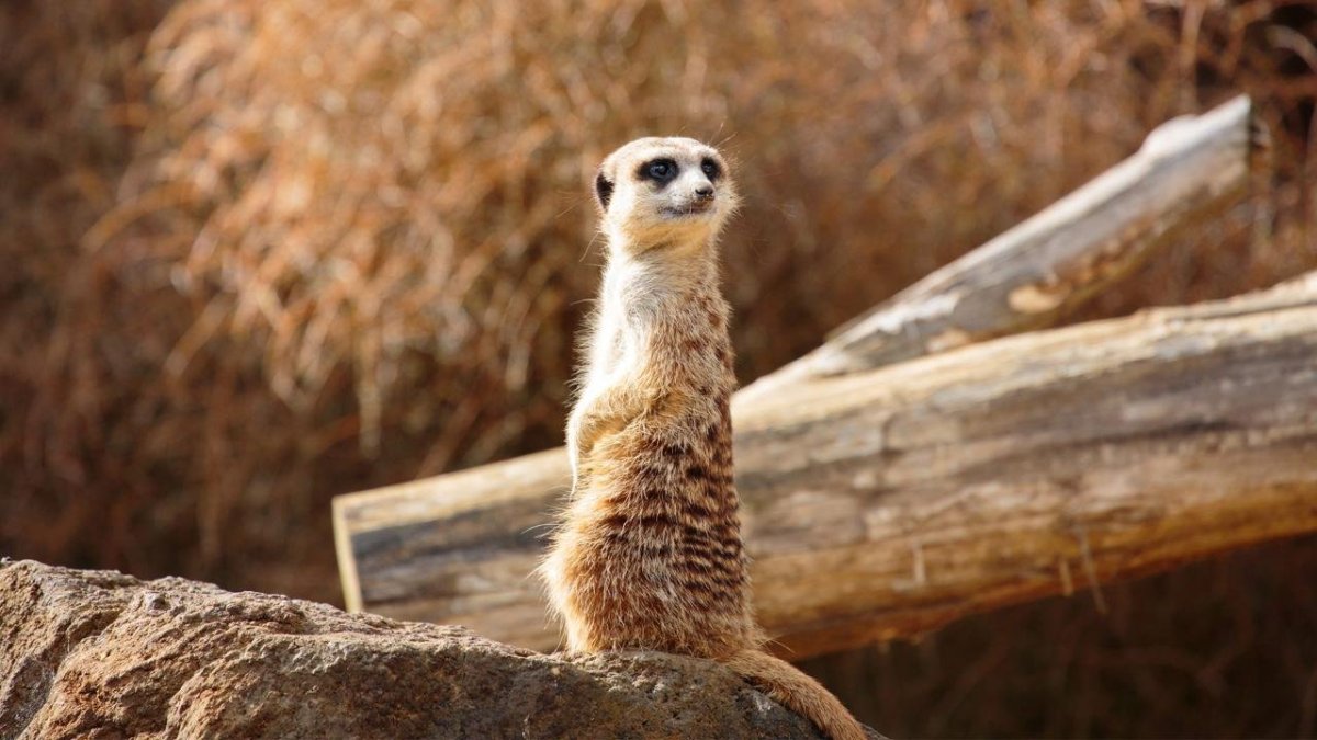 Сурикаты на рабочий стол