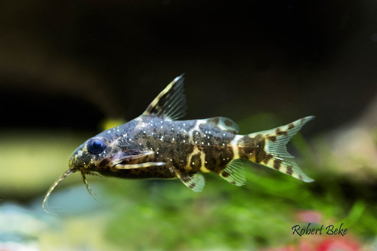Синодонтис аквариумная рыбка