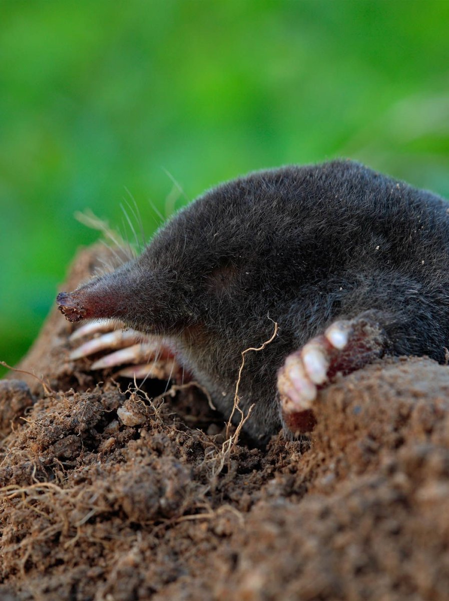 Богатство крота