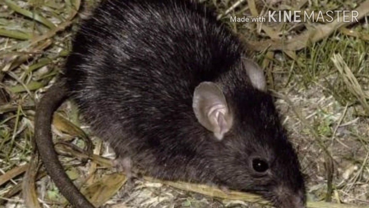 Земляная крыса ареал